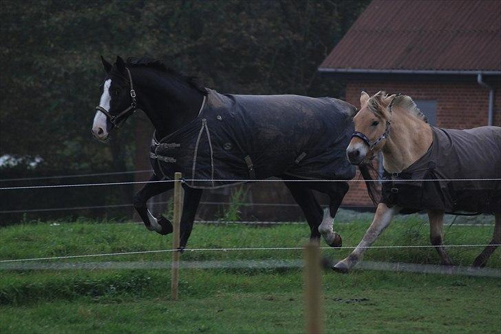 Hannoveraner Schwarze Rappe *solgt* - her er han i gang med at lære min pony hvordan man skal bruge sine ben :) billede 3