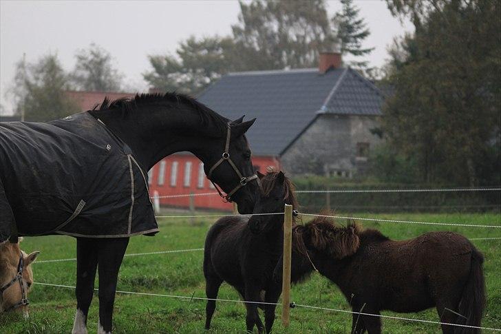 Hannoveraner Schwarze Rappe *solgt* - her hilser Rapsen på lukaz og mia  billede 4