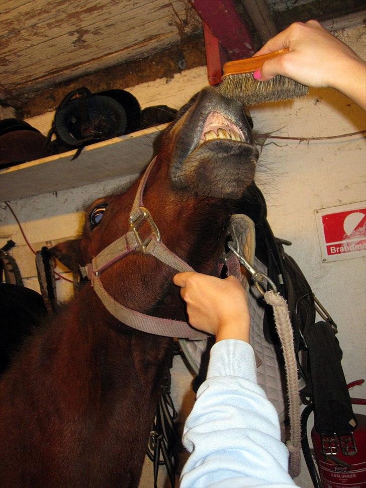 Anden særlig race Cassiopeia DEN SAVNEDE!<3 - Griner! :D billede 10