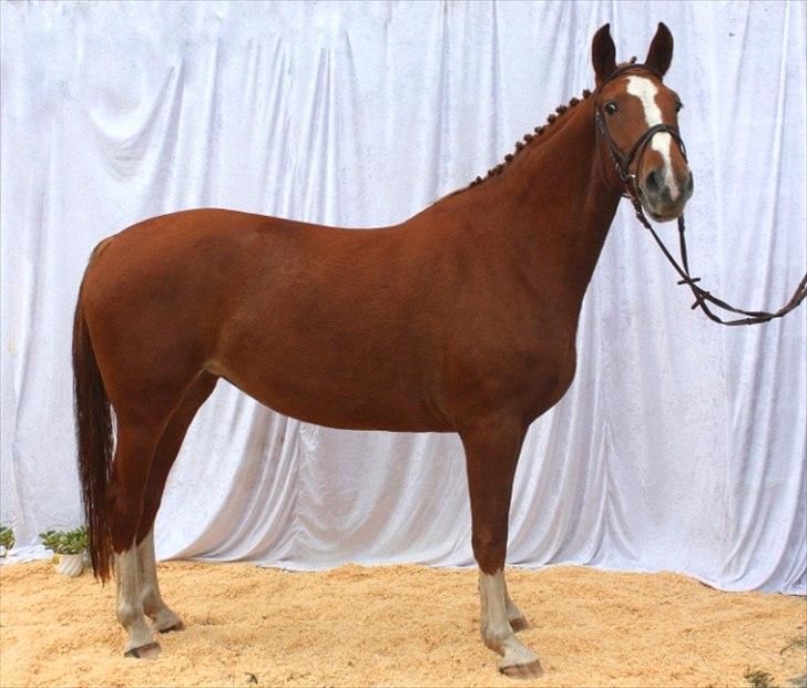 Frederiksborg Eislinn billede 17