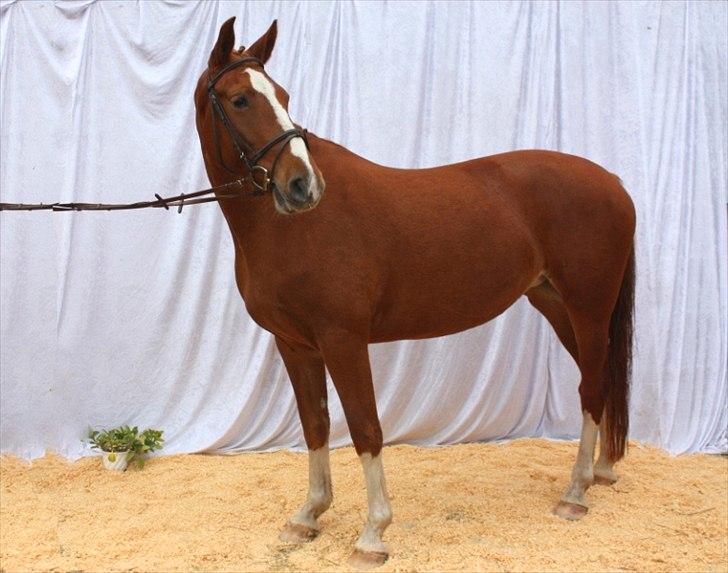 Frederiksborg Eislinn billede 18