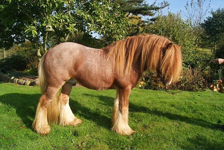 Irish Cob Lennys Boy - Oktober 2010 billede 7
