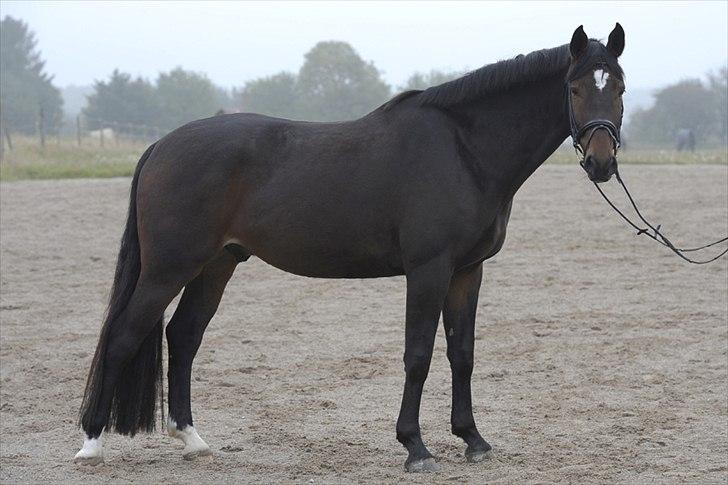 Oldenborg Højager Tobias - Tobias september 2010. Redet 4 mdr.  billede 4