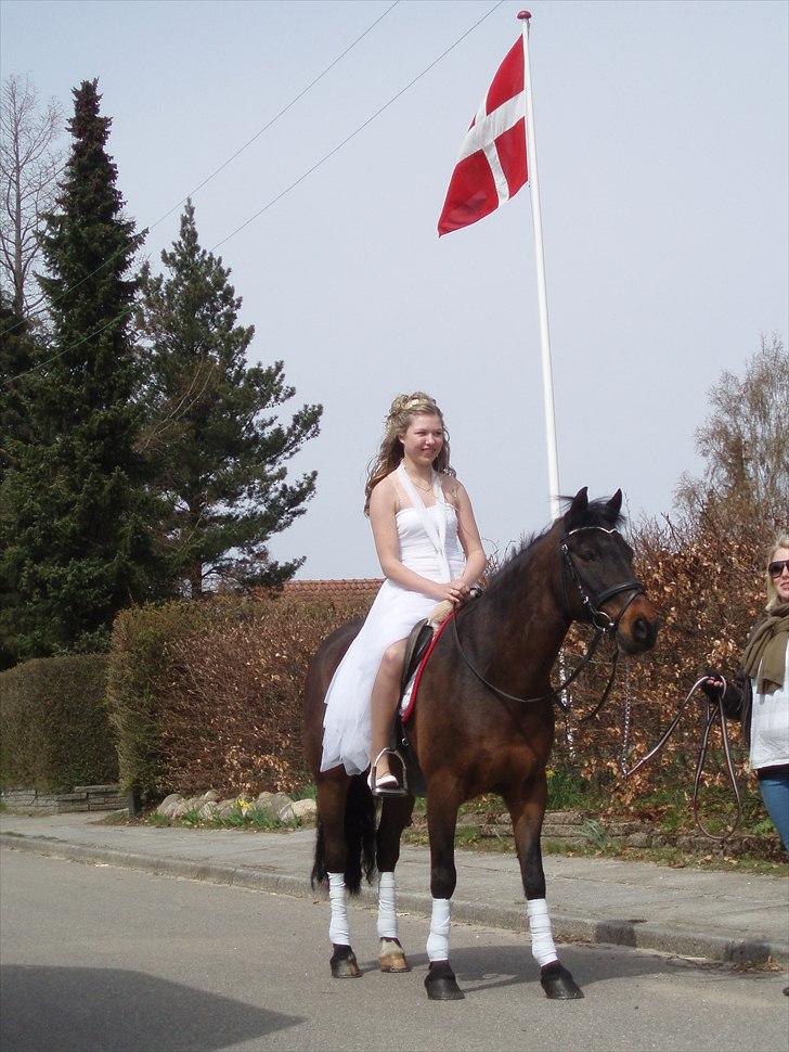Anden særlig race Master Toby - Min pony er fantastisk, at han hentede mig i kirken fuldendte min dag<3 billede 14