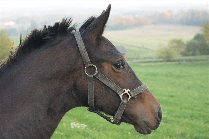 Dansk Varmblod Dortheasmindes Domino - Min smukke fyr billede 6