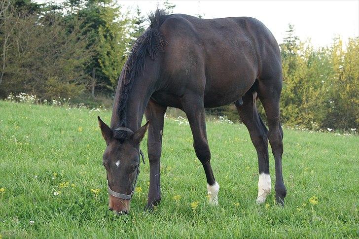 Dansk Varmblod Dortheasmindes Domino billede 7