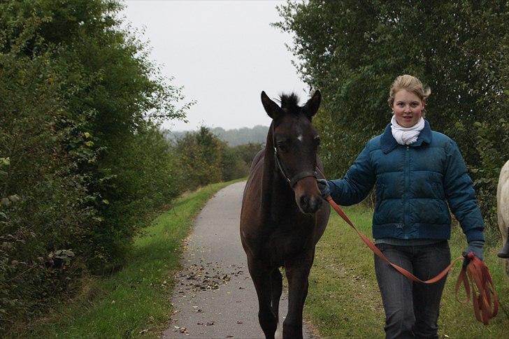 Dansk Varmblod Dortheasmindes Domino - Vores første trækketur billede 8