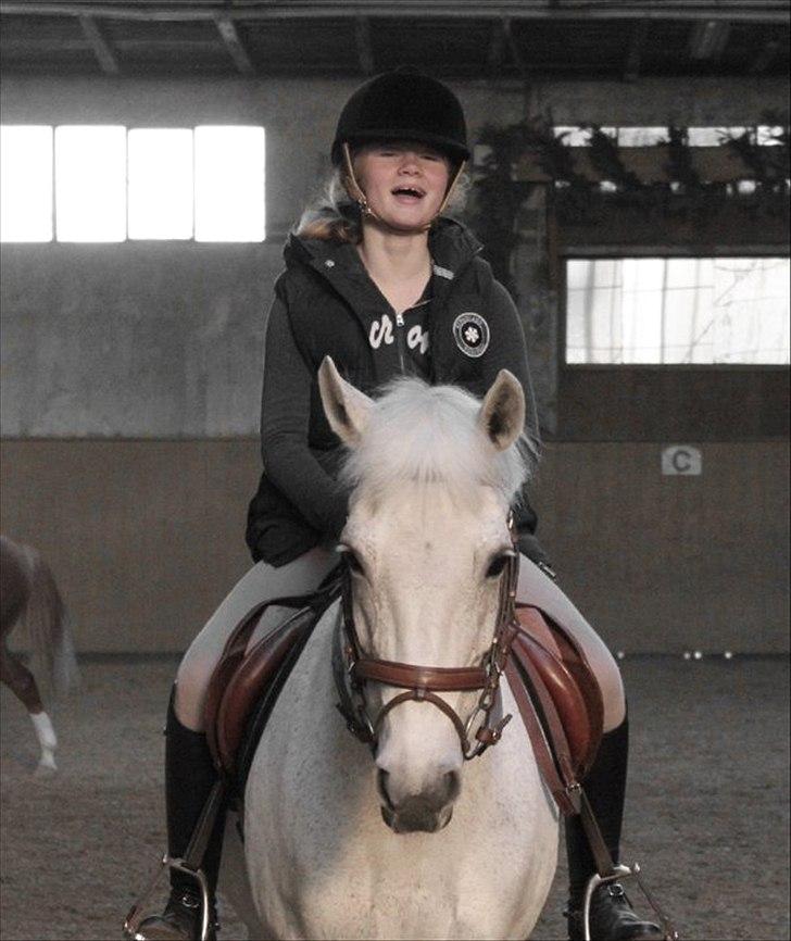 New Forest Moonlight - Billede: Madeleine V. Frandsen. - Spasser rytter - sød pony! billede 20