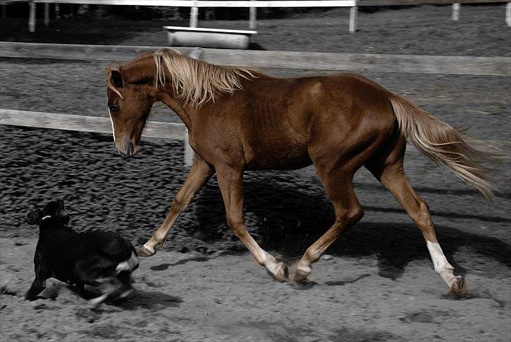 Anden særlig race Magic's Nero  - Coco & Nero billede 13