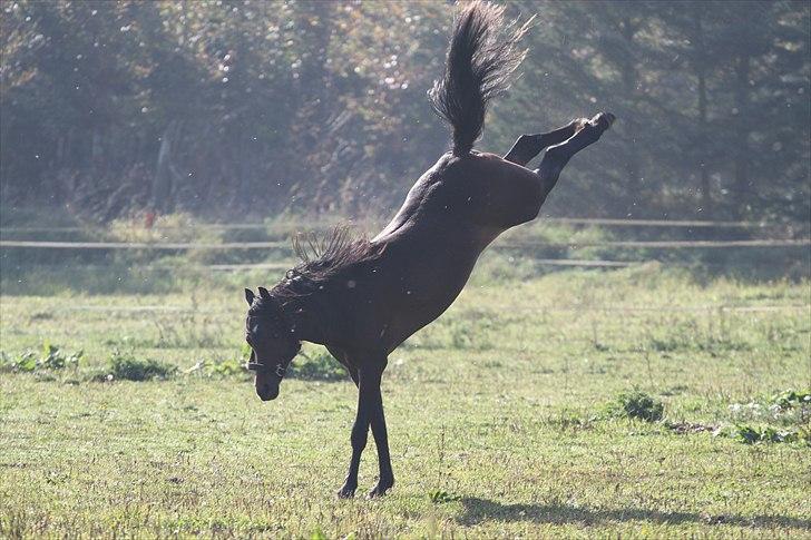 Welsh Pony (sec B) Barnhoeve's Beau (Bøv) - 10. oktober 2010 billede 13