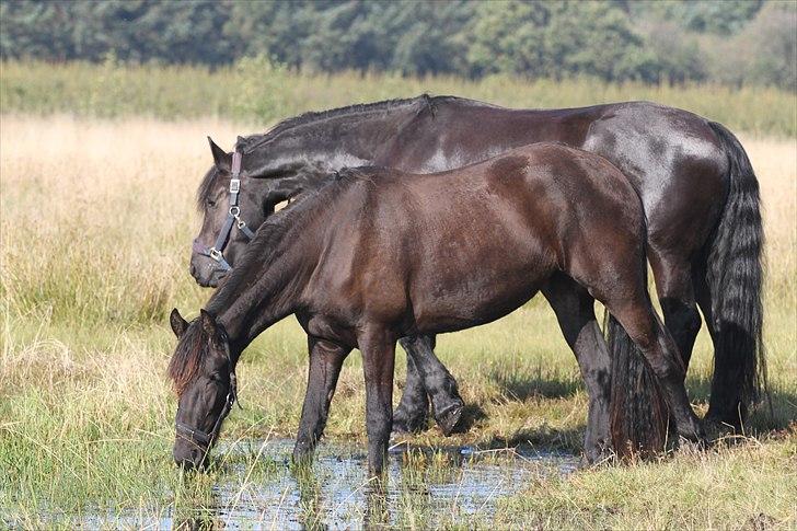 Frieser Ayla af Hestagergaard - D. 10/10-2010: Stadig på sommerfolden. billede 16