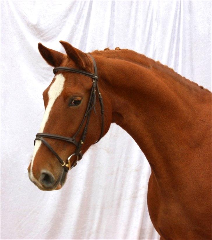 Frederiksborg Eislinn billede 20