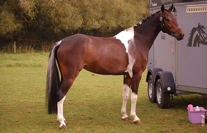 Anden særlig race Penny - Stævneklar Penny <3 billede 9