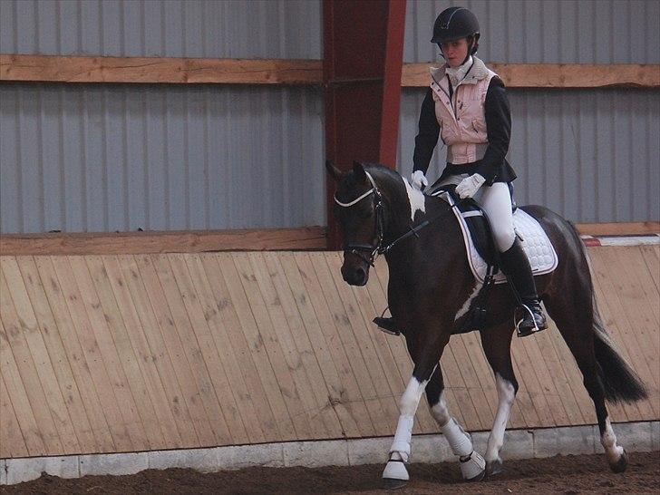 Anden særlig race Penny - Penny var bare Så sød at ha med til vorses første stævne.. billede 10