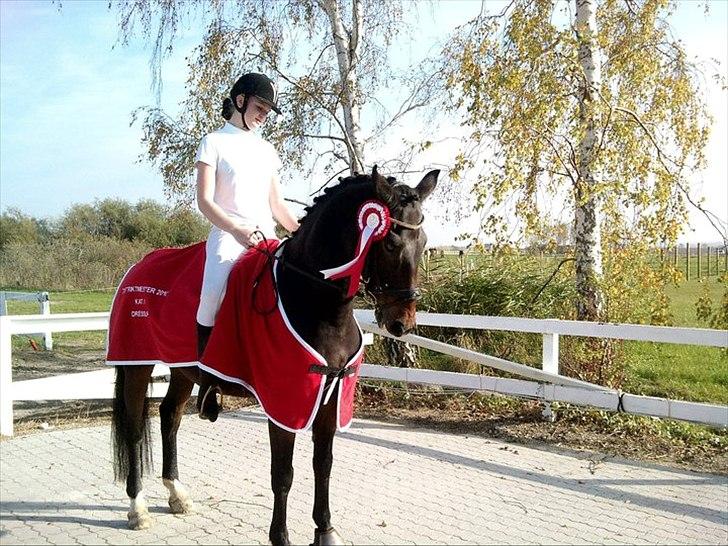 Anden særlig race Cheval *Låne pony* :D - Distriktsmester 2010 :) stjerne ponyen !  billede 9