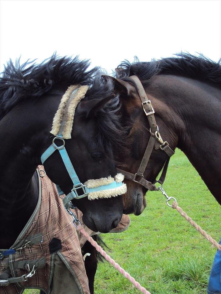 Anden særlig race Mr. Malibou - Malibou og hans bedste ven Felix <3 billede 11