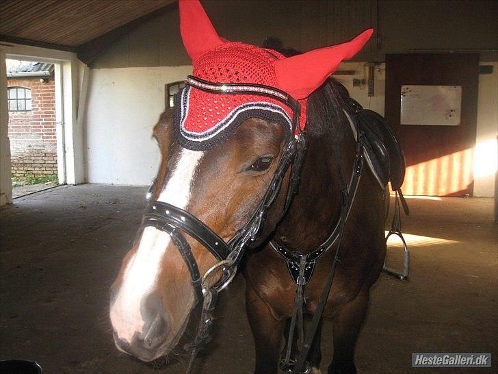 Anden særlig race Mr. Malibou - Sommerferien 2010 <3  billede 13