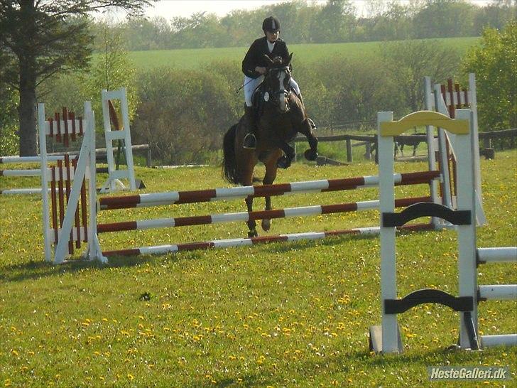 Anden særlig race Mr. Malibou - Mig og Malibou til stævne i Søndertoft <3 LD 1. plads billede 15