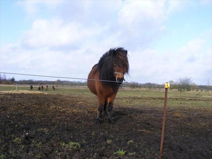 Islænder Ýrsa jagtgården - Dejlige Yffe billede 1