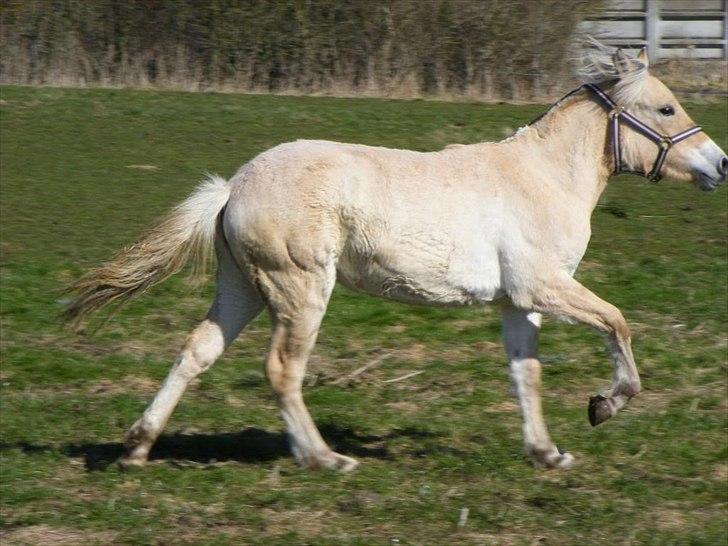 Fjordhest Østermark bine billede 1