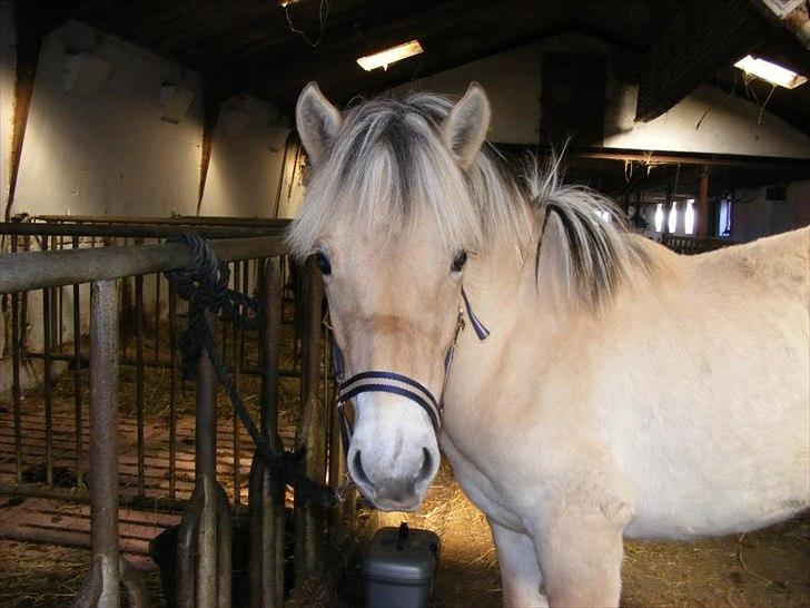 Fjordhest Østermark bine billede 2