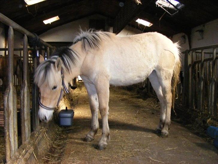 Fjordhest Østermark bine billede 3