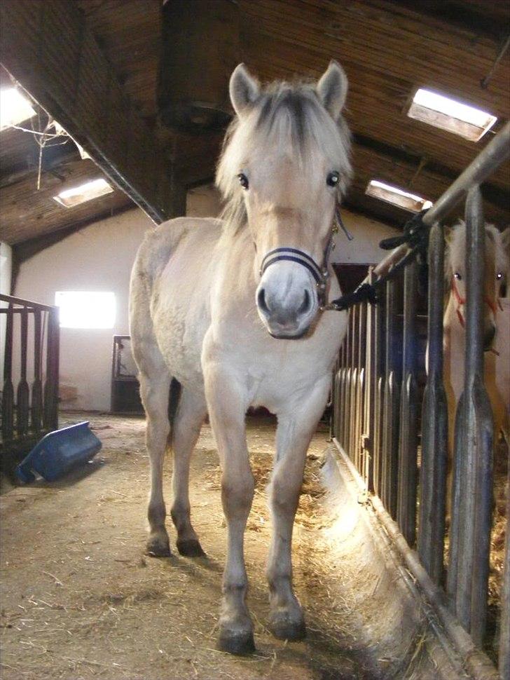 Fjordhest Østermark bine billede 4