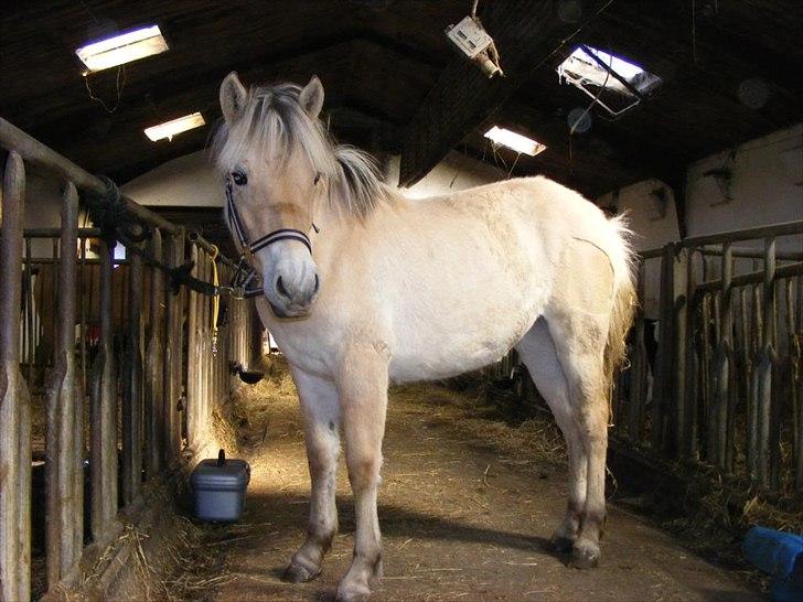 Fjordhest Østermark bine billede 5