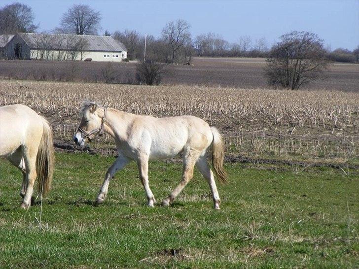 Fjordhest Østermark bine billede 6