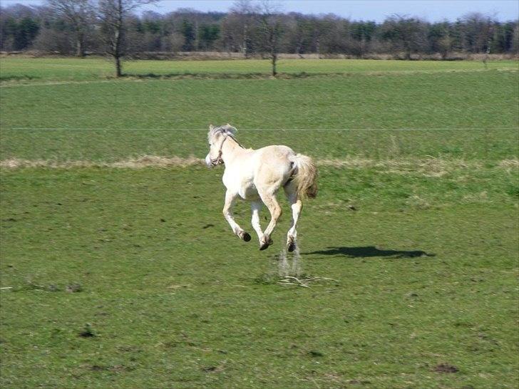 Fjordhest Østermark bine billede 7