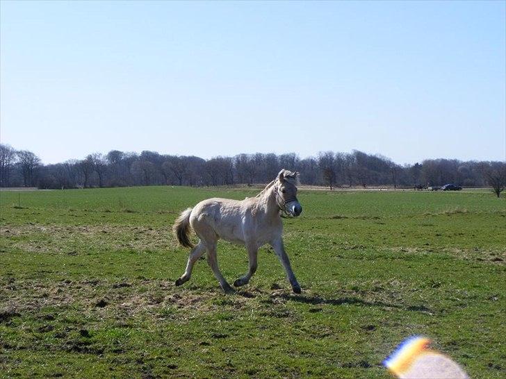 Fjordhest Østermark bine billede 8