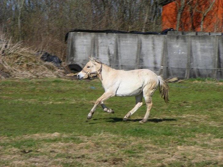 Fjordhest Østermark bine billede 9