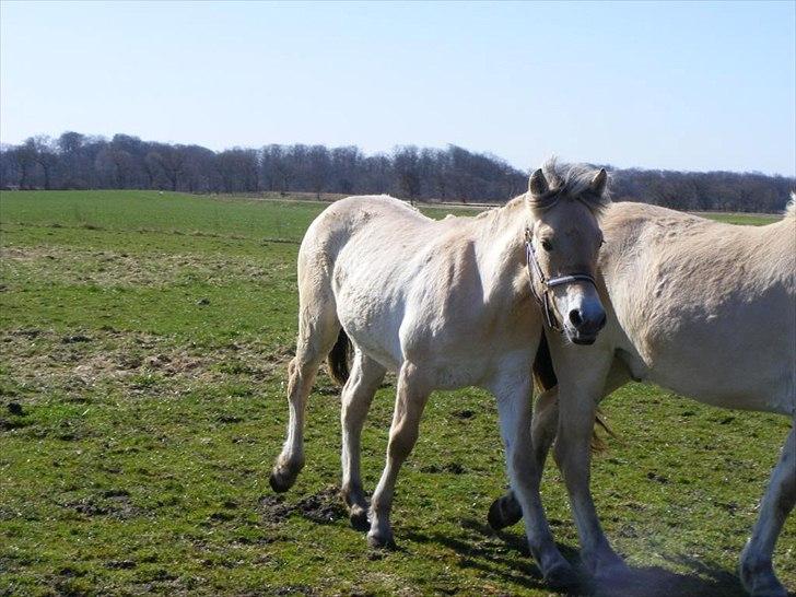 Fjordhest Østermark bine billede 10