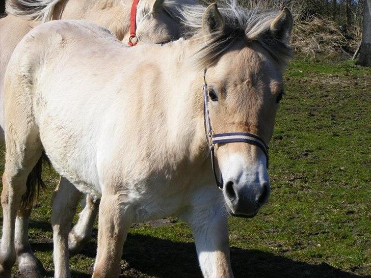 Fjordhest Østermark bine billede 11