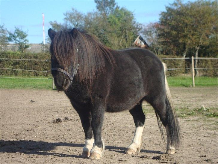 Shetlænder Thor (R.I.P) billede 2