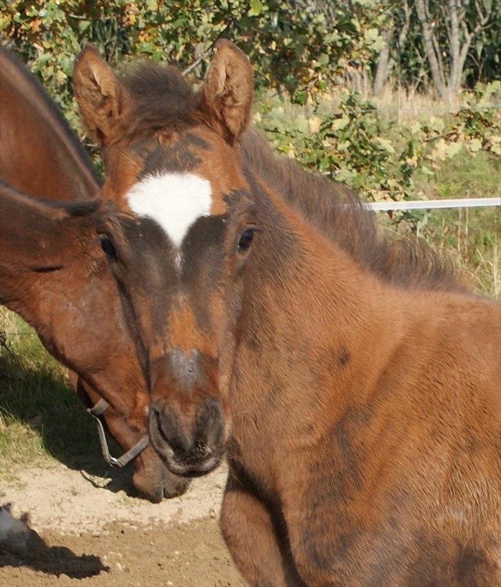 Dansk Varmblod graversgaards Fabian  - cute billede 1