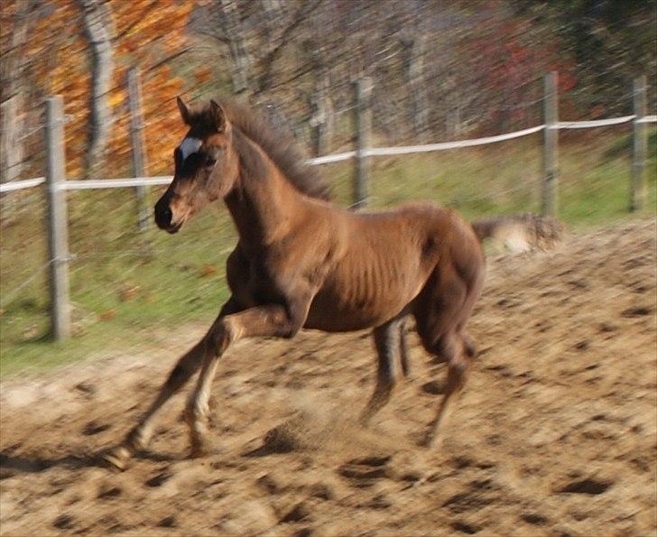 Dansk Varmblod graversgaards Fabian  - tuuuurboooo billede 5