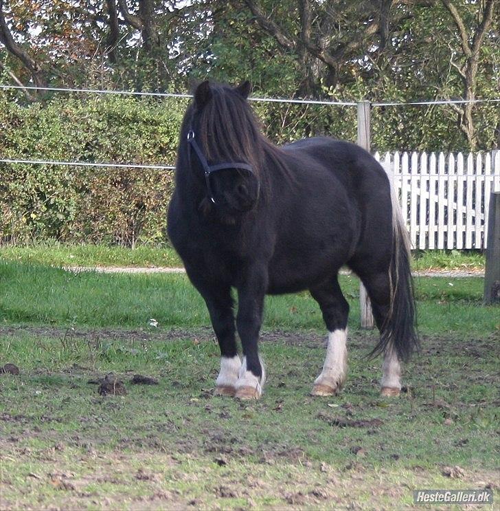 Shetlænder Thor (R.I.P) billede 1