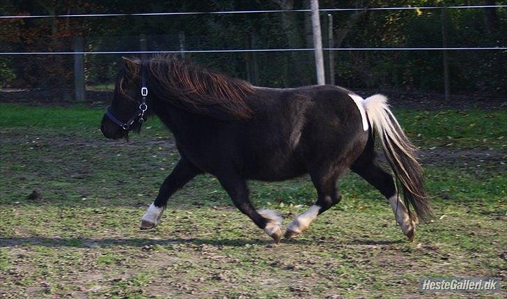 Shetlænder Thor (R.I.P) billede 3