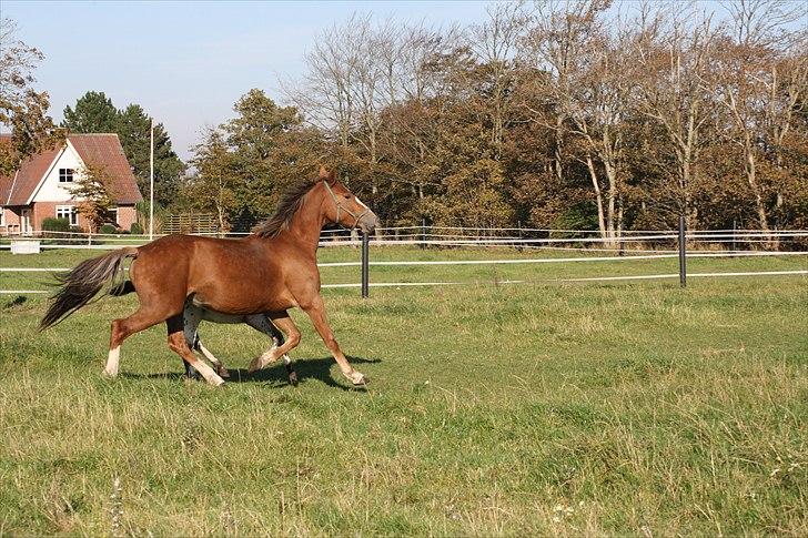 Anden særlig race Ofelia - den 10-10-10 billede 11