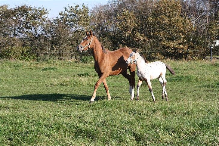 Anden særlig race Ofelia - den 10-10-10 med hendes smukke føl billede 13
