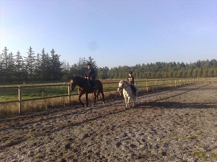 Dansk Varmblod Ravenna Frihave billede 7
