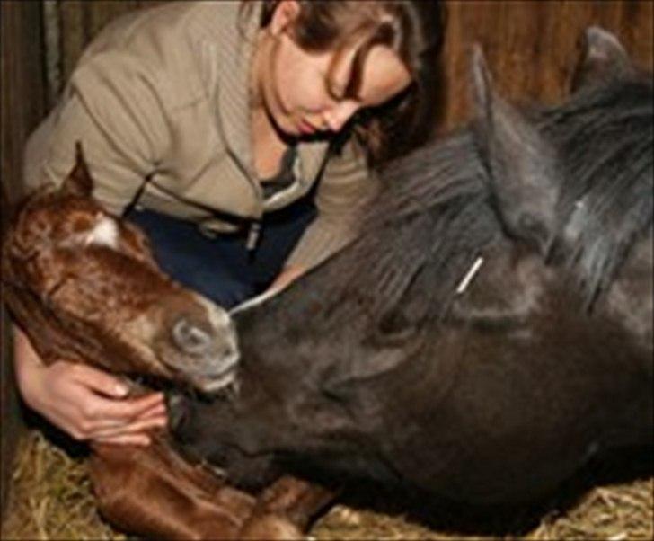 New Forest Niobe Hippios - niobes føl:)
 billede 6