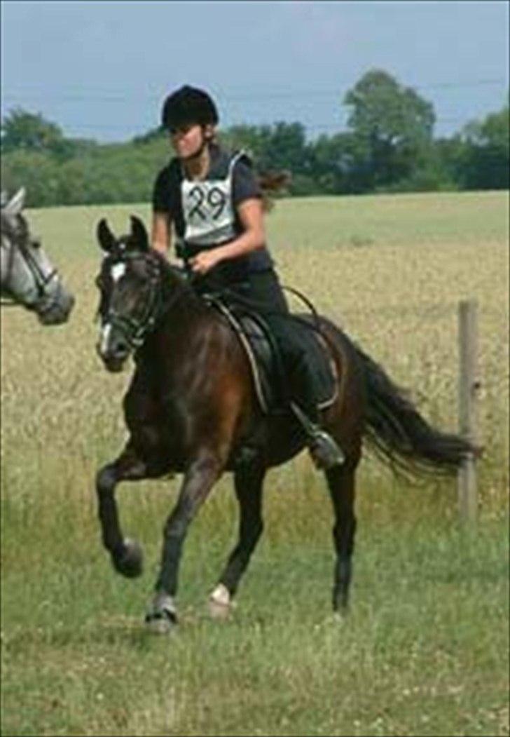 New Forest Niobe Hippios - niobe og ejer :)
 billede 9