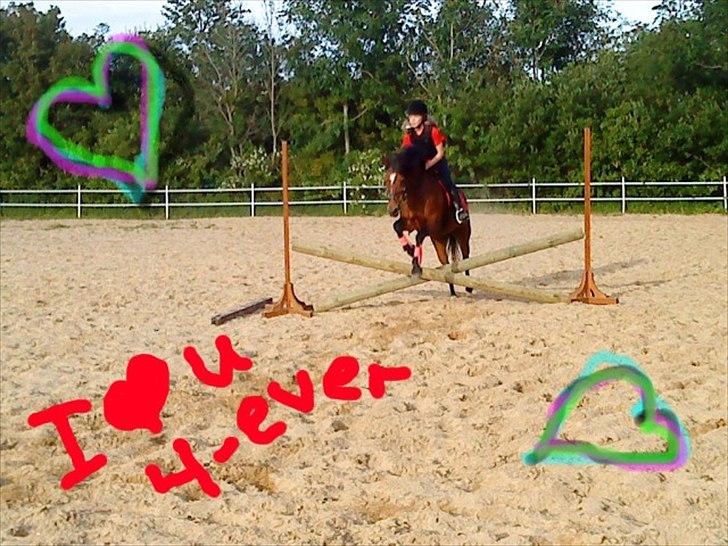 Hollandsk Sportspony Stengårdens Roxanne - Mulle-gøj!:D<3 billede 17
