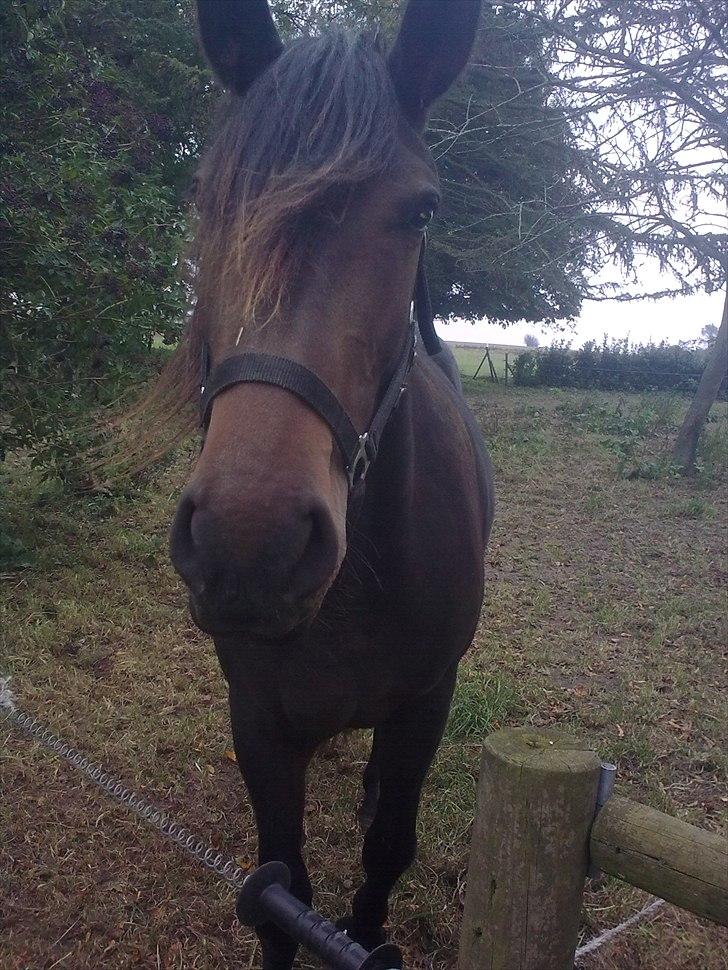 Anden særlig race Cavalina - Du kommer altid til mig, når du står på folden billede 10