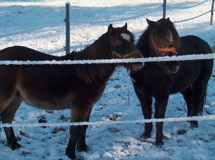 Dartmoor Musse billede 8