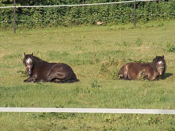 Dartmoor Musse billede 3