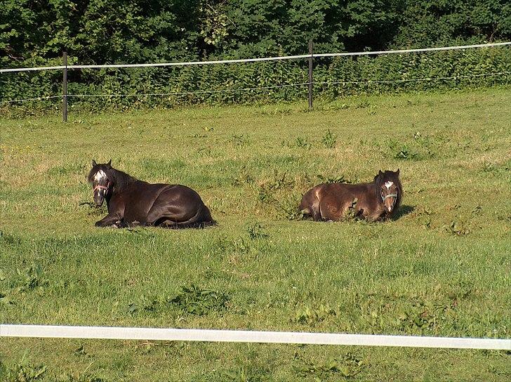 Dartmoor Musse billede 9