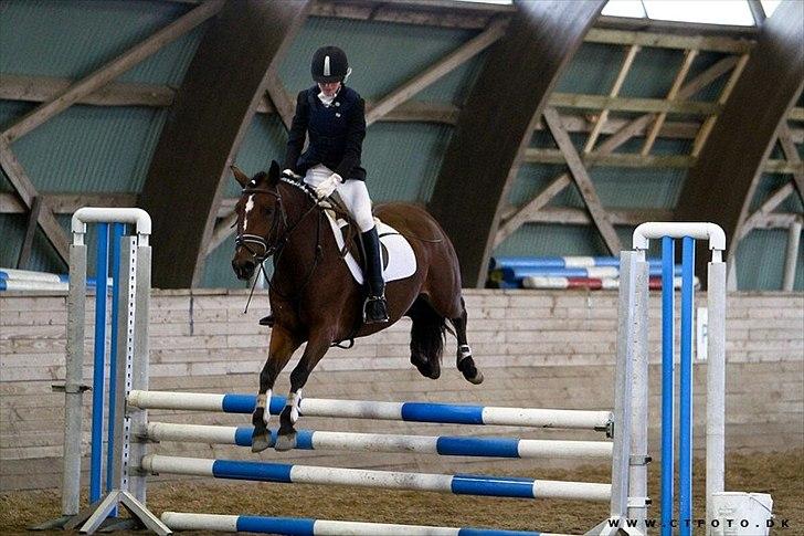 New Forest Orchid's Zaina ½ b pony **SOLGT** - åbenhus-sar.. springer  billede 11